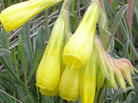 Onosma bracteatum 